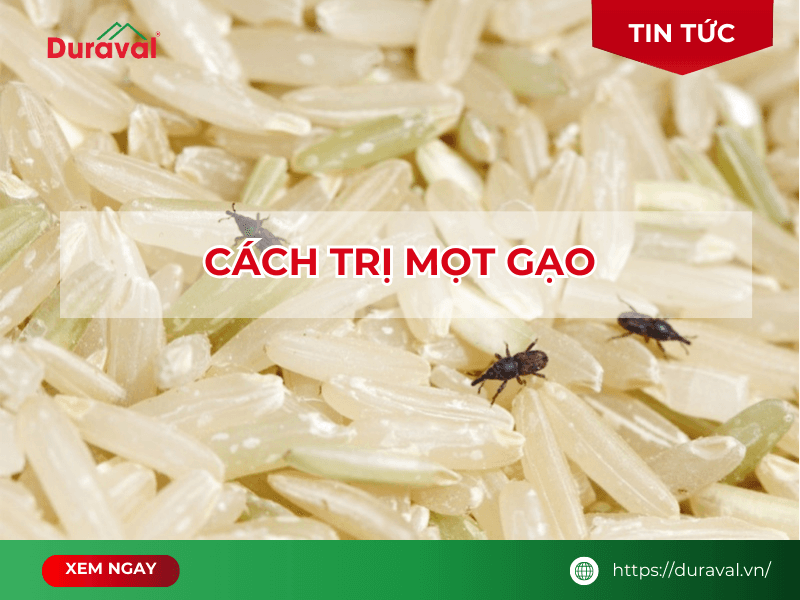 Cách trị mọt gạo