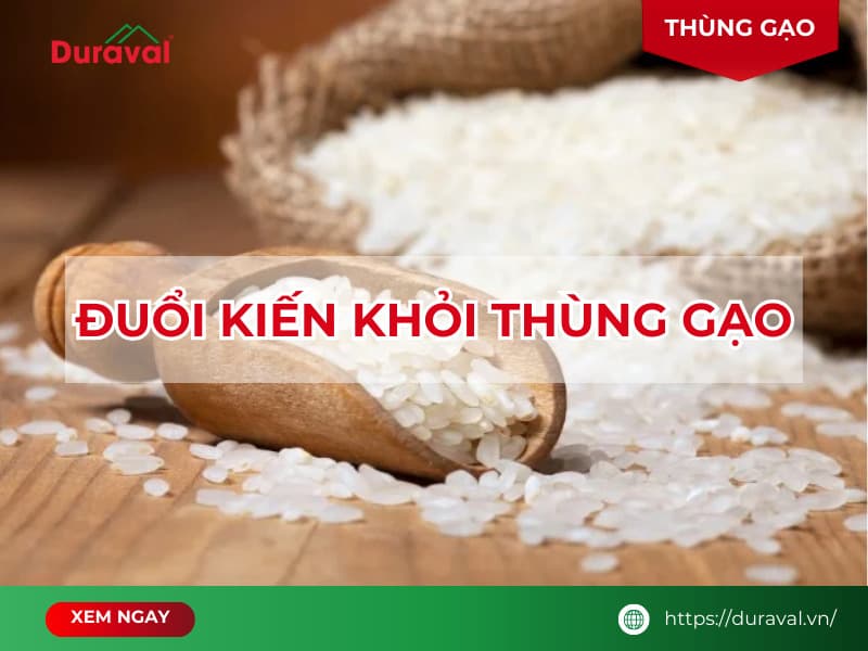 Đuổi kiến khỏi thùng gạo