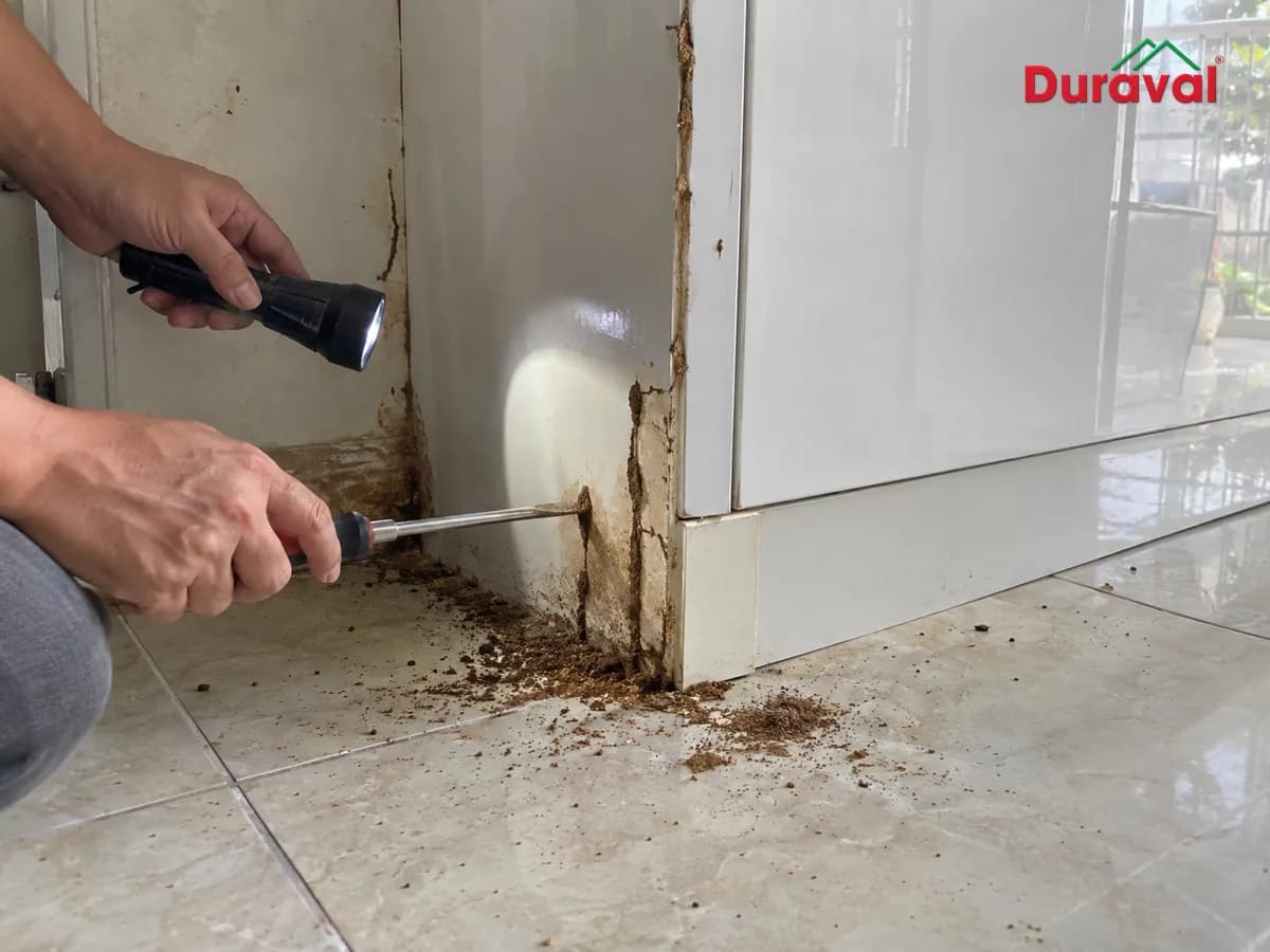 Cận cảnh đường đất của mối bò từ nền lên chân tủ bếp