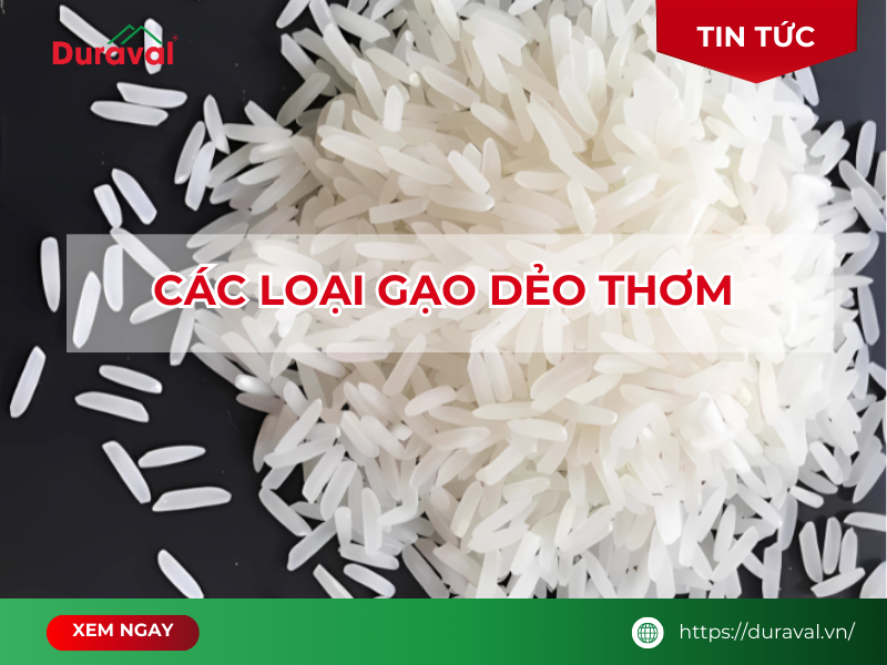 các loại gạo