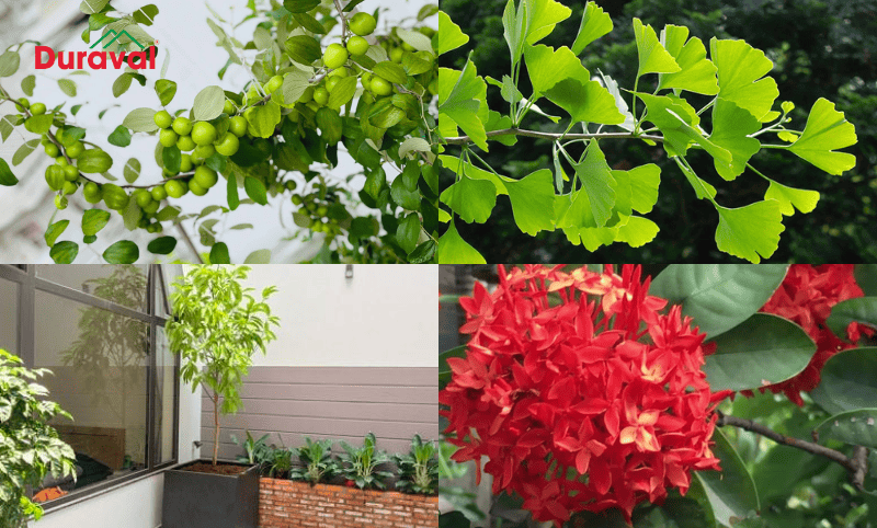 Một số cây nên trồng trong nhà