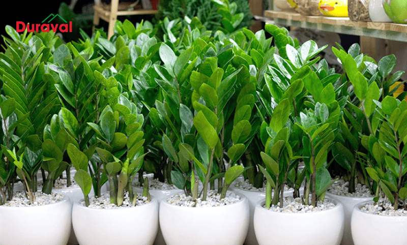 Nhá hướng Đông Bắc nên trồng cây kim tiền
